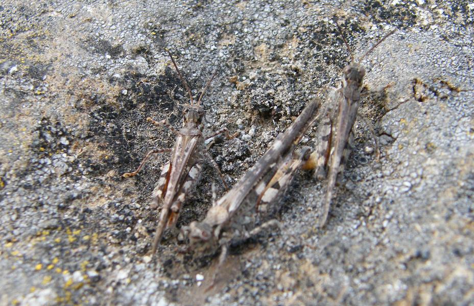 il guardone: Acrotylus patruelis