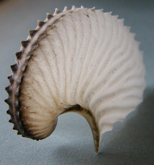 Mollusca - Ooteca di Argonauta argo Linn, 1758