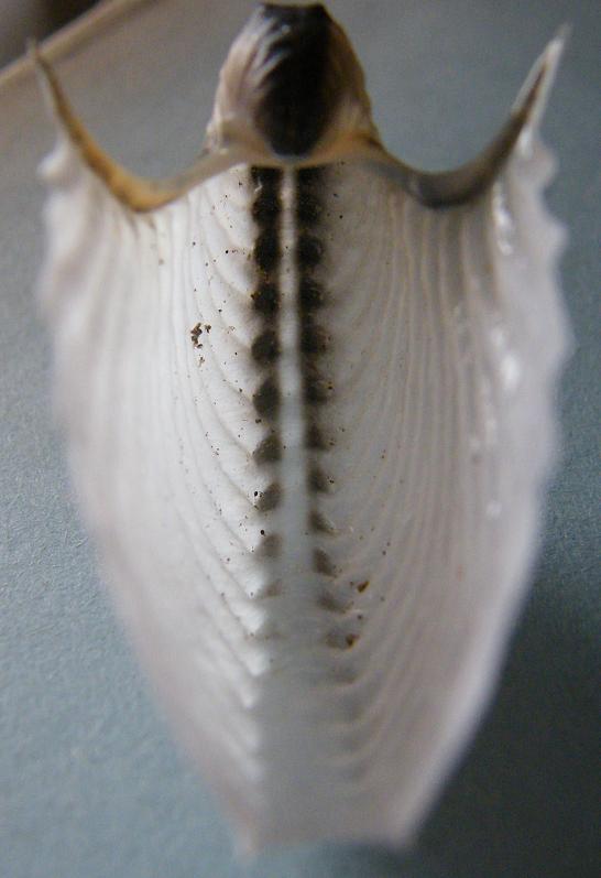 Mollusca - Ooteca di Argonauta argo Linn, 1758