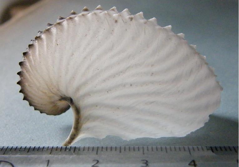 Mollusca - Ooteca di Argonauta argo Linn, 1758