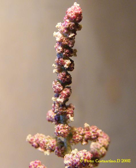 Atriplex prostrata / Atriplice comune