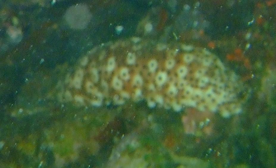 Holothuria sanctori