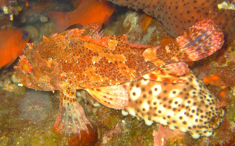Holothuria sanctori