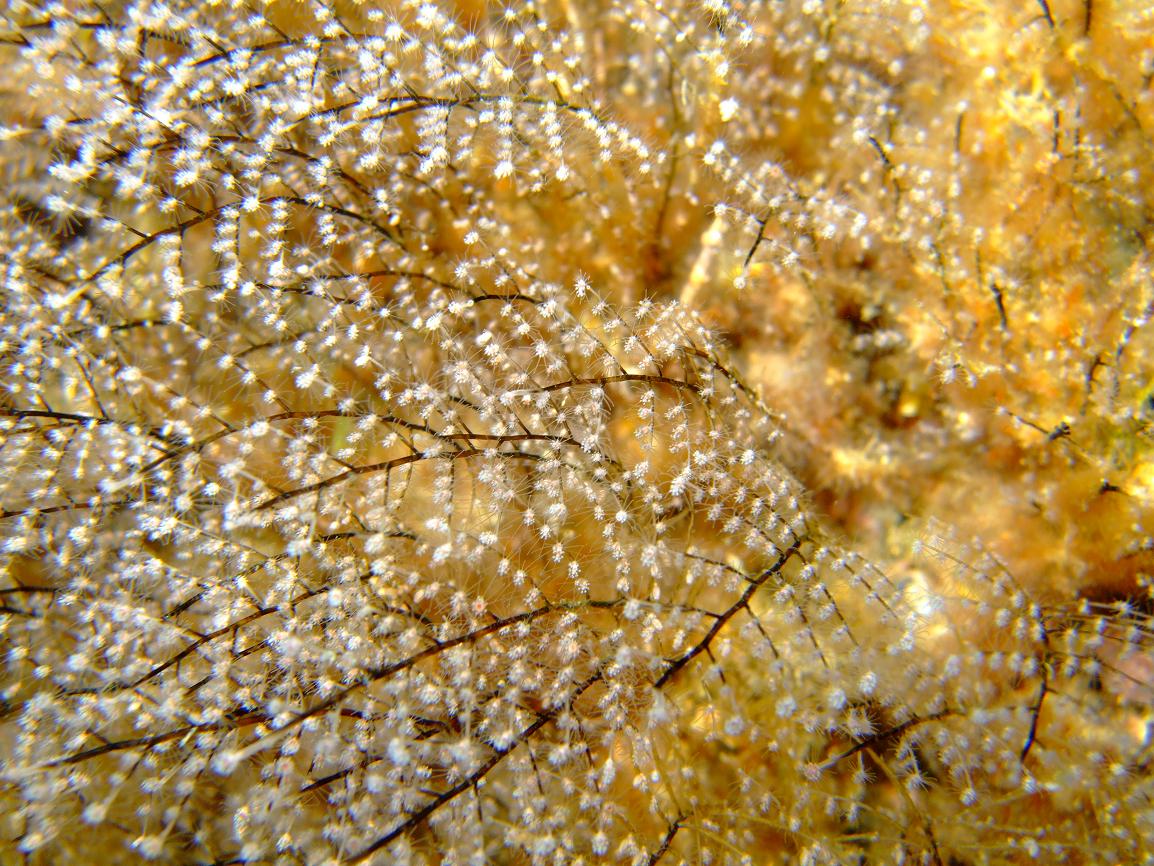 Pennaria disticha