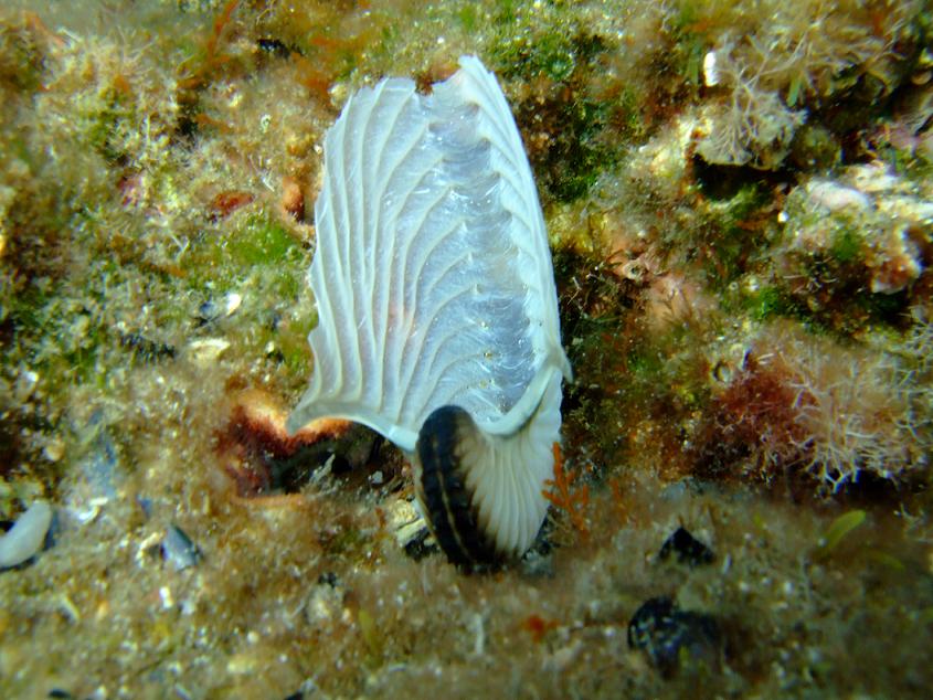 Mollusca - Ooteca di Argonauta argo Linn, 1758