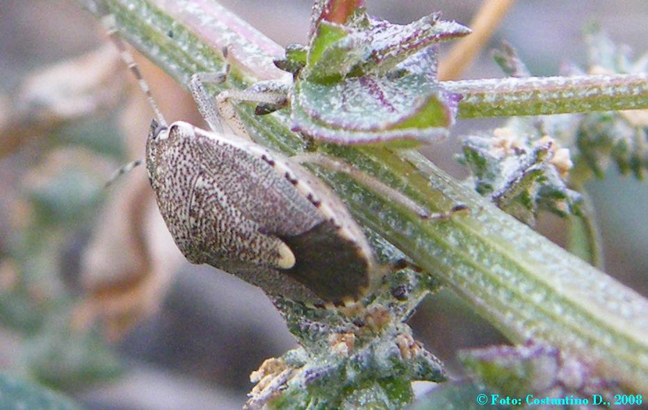 Pentatomidae su Atriplex