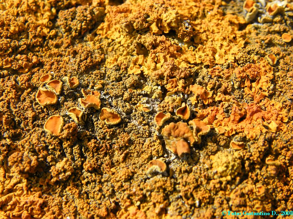 Xanthoria