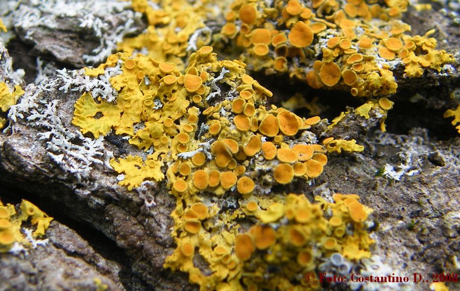Xanthoria