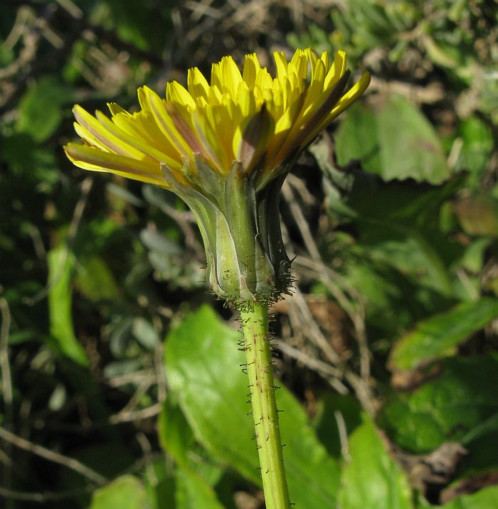 Un Hieracium ?