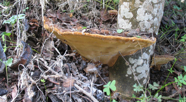 Attacato al base di un albero. (Phellinus torulosus)