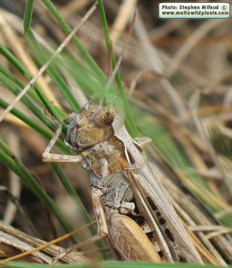 Chorthippus vs Aiolopus