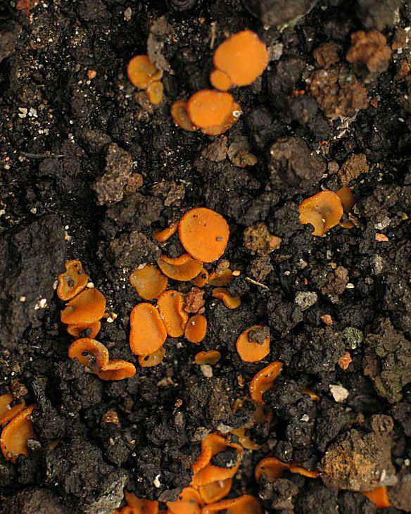 Dal Cenere, Arancio, Piccolo (cfr. Anthracobia sp.)