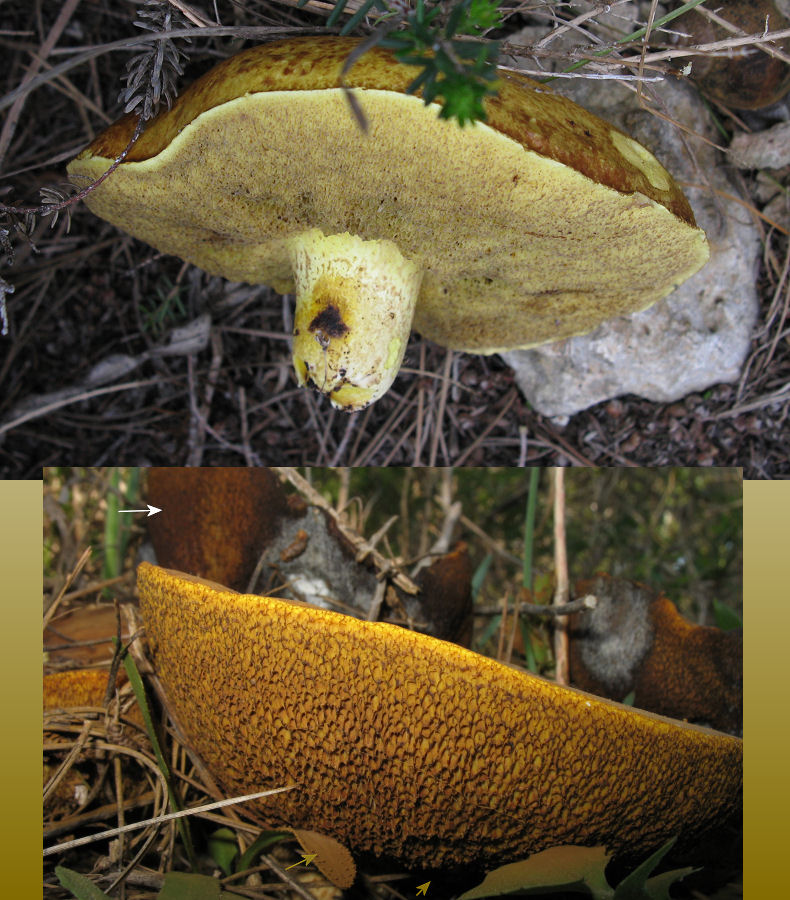 Grande spece al base di un albero
