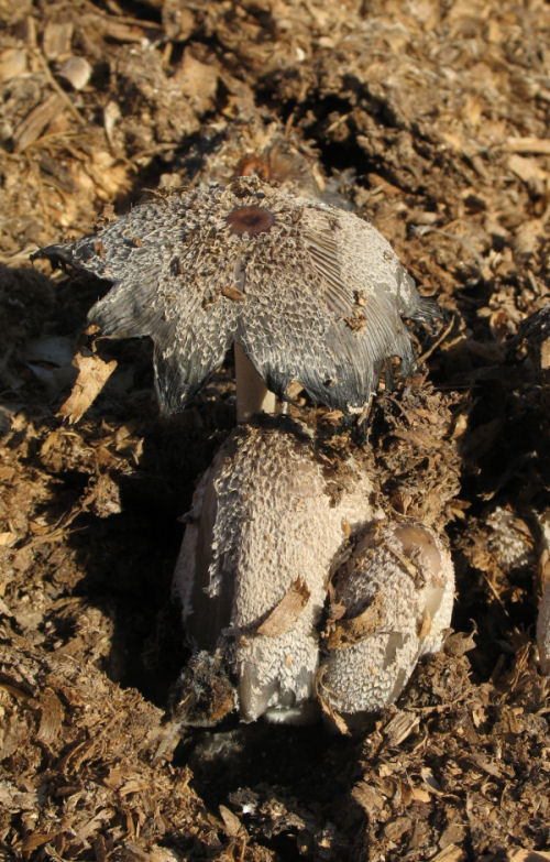 Coprinus micaceus (Cfr. Coprinopsis cinerea)