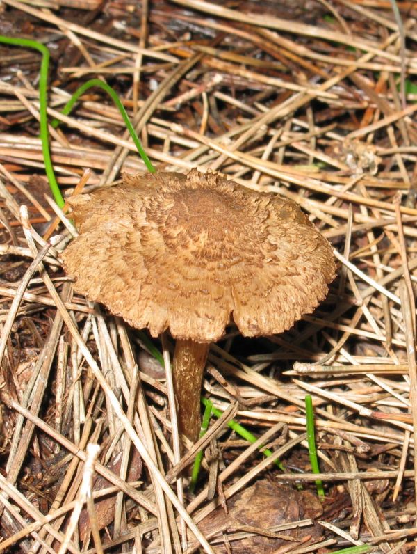 Inocybe sp.  fra gli aghi di Pinus halepensis