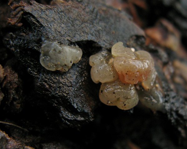 Spero che si tratta di un fungo! (Myxarium sp.?)