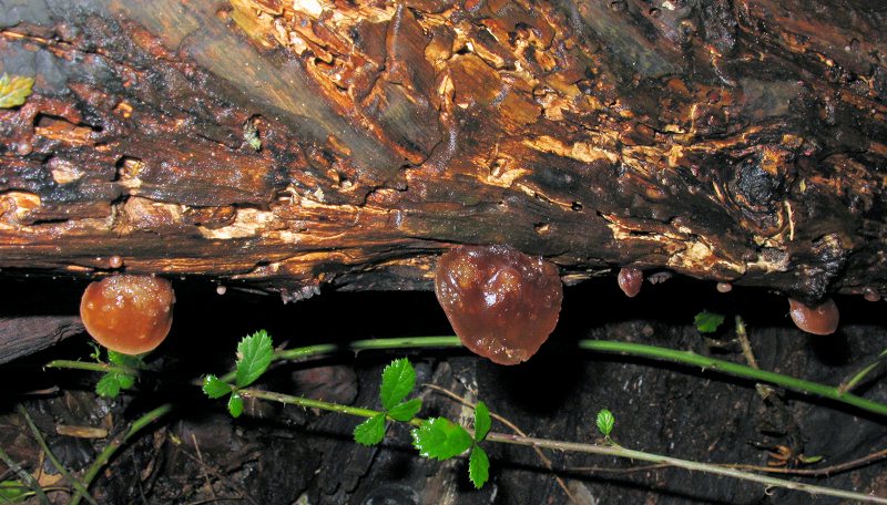 Si cresce da un albero mezzo-bruciato