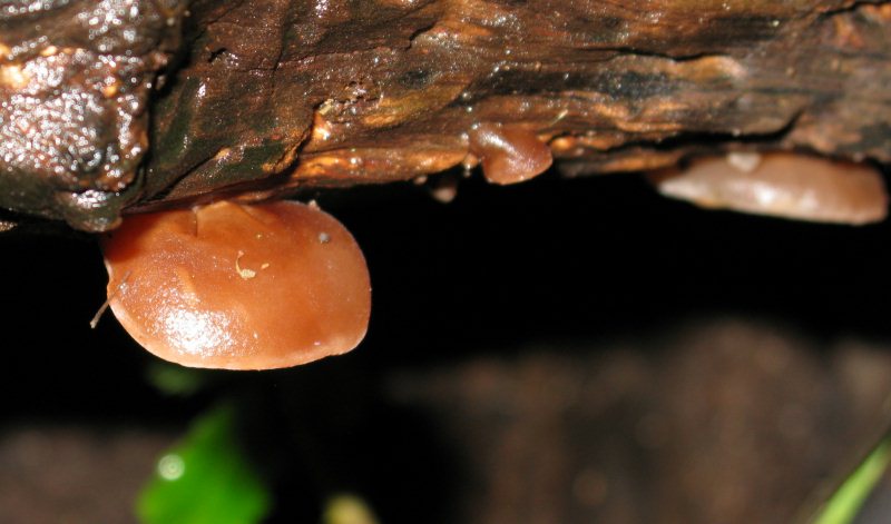 Si cresce da un albero mezzo-bruciato