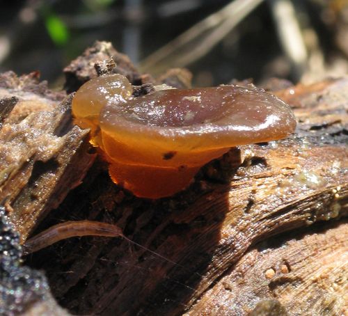 Auricularia auricula-judae (Malta)