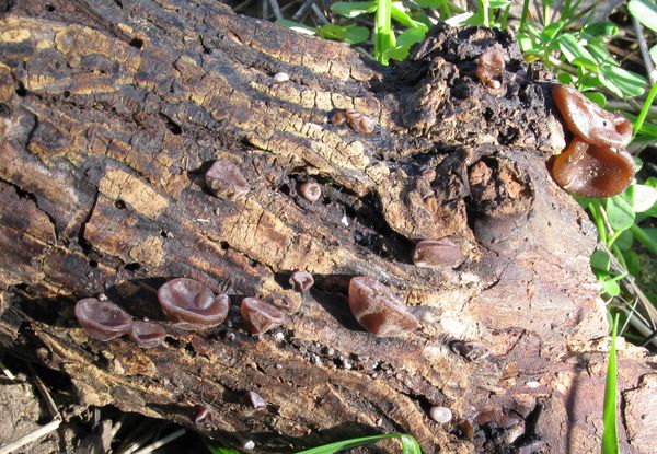 Auricularia auricula-judae (Malta)