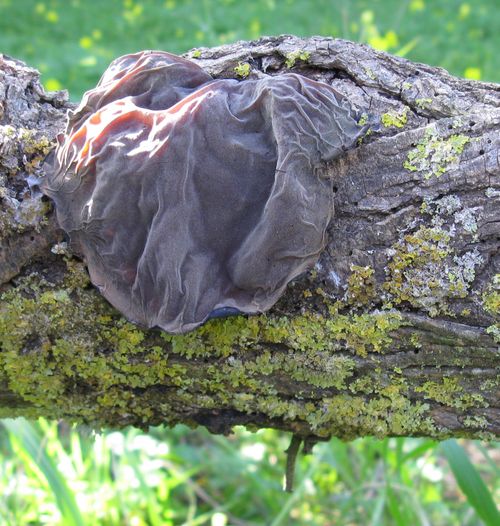 Auricularia auricula-judae (Malta)