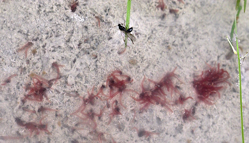 Oligochete Naididae