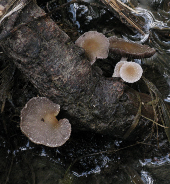 Piccolo, quasi grigio. (cfr. Psathyrella sp.)