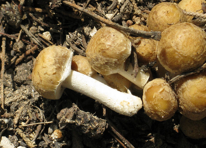 Psathyrella sp.