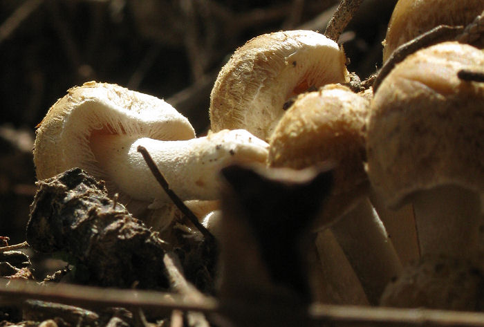 Psathyrella sp.
