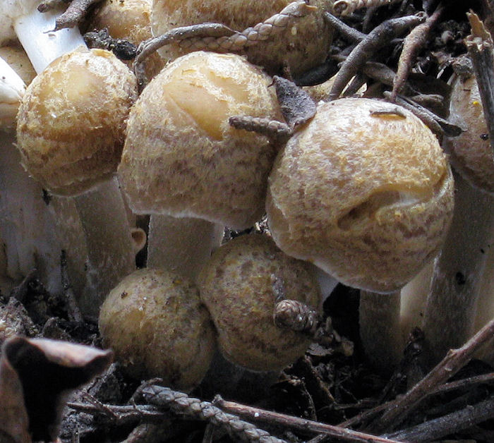 Psathyrella sp.