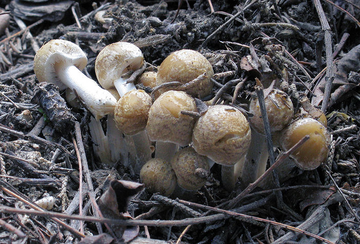 Psathyrella sp.