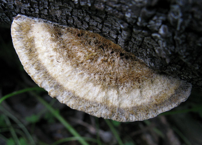 Veramente strano (Coriolopsis gallica)