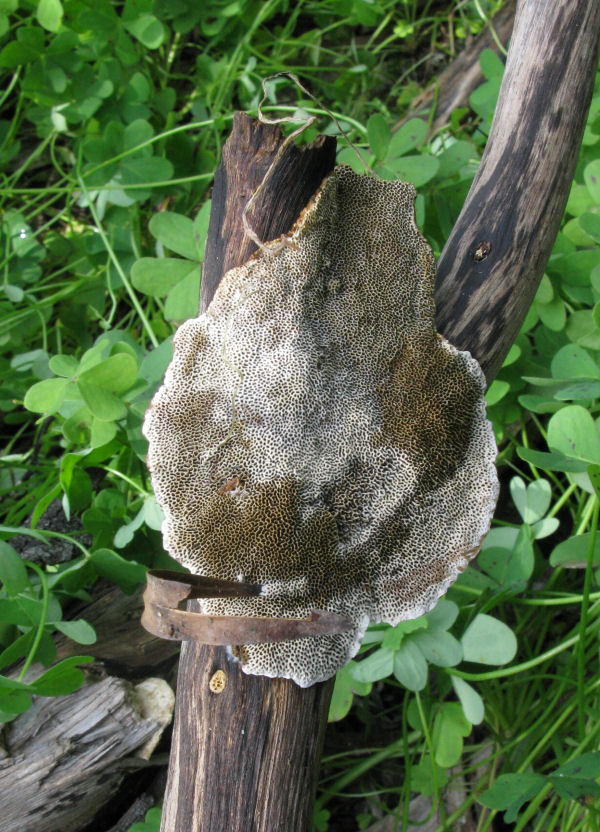 Veramente strano (Coriolopsis gallica)