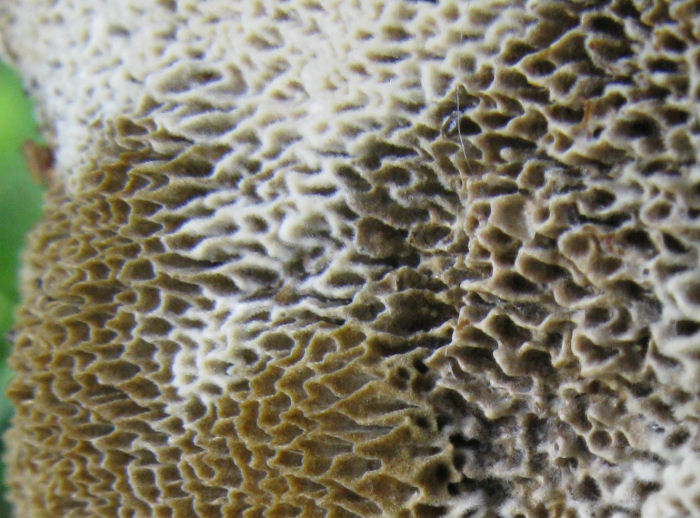 Veramente strano (Coriolopsis gallica)