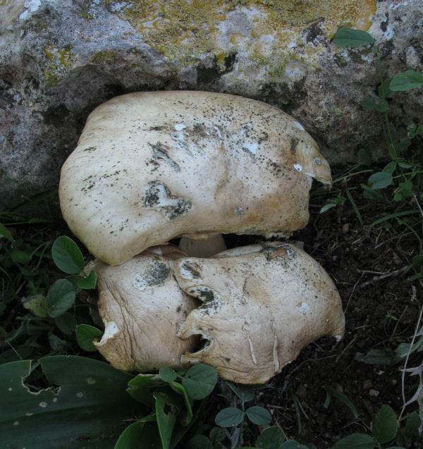 Trovato in un gargano piutosto roccioso (cfr. Pleurotus sp.)