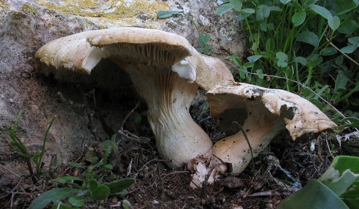 Trovato in un gargano piutosto roccioso (cfr. Pleurotus sp.)
