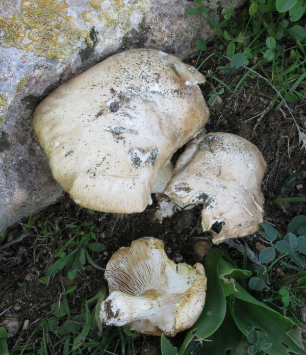 Trovato in un gargano piutosto roccioso (cfr. Pleurotus sp.)