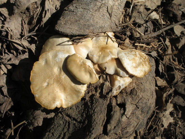 funghi da determinare (cfr. Agrocybe aegerita)