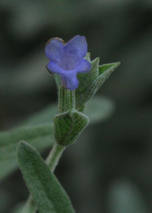 Lavandula