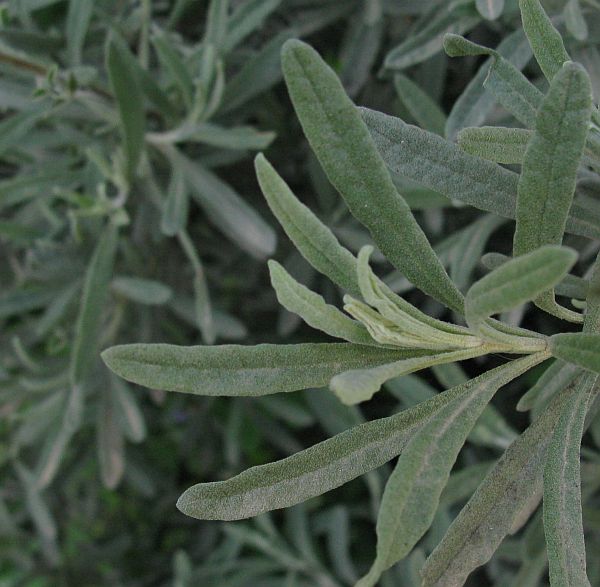Lavandula