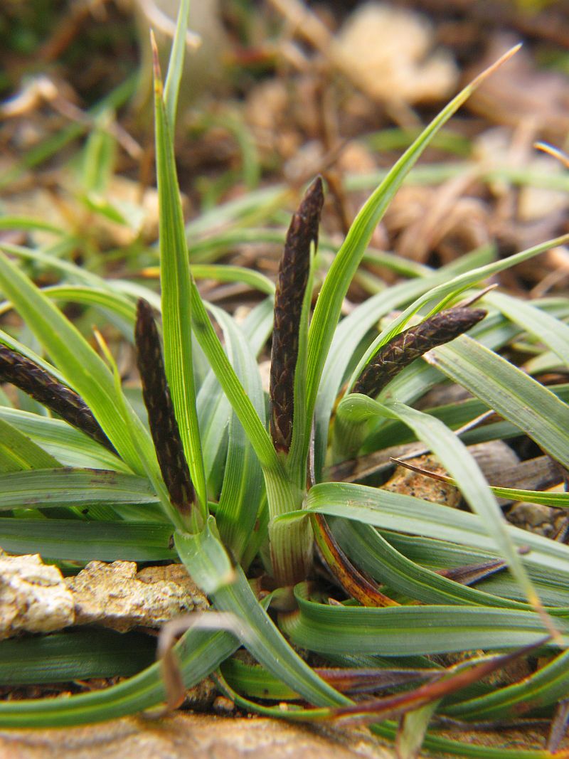 Direi una Carex (Cyperaceae di certo!) - Carex cfr. flacca
