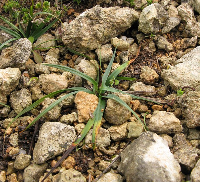 Direi una Carex (Cyperaceae di certo!) - Carex cfr. flacca