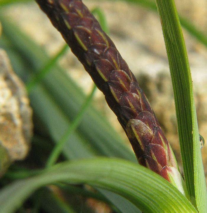 Direi una Carex (Cyperaceae di certo!) - Carex cfr. flacca