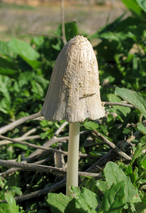 Coprinus