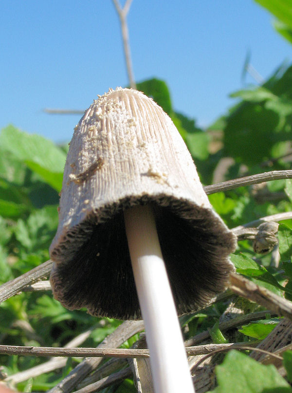 Coprinus