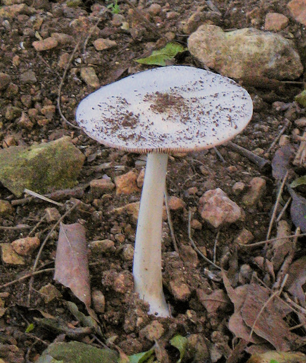 Volvariella gloiocephala