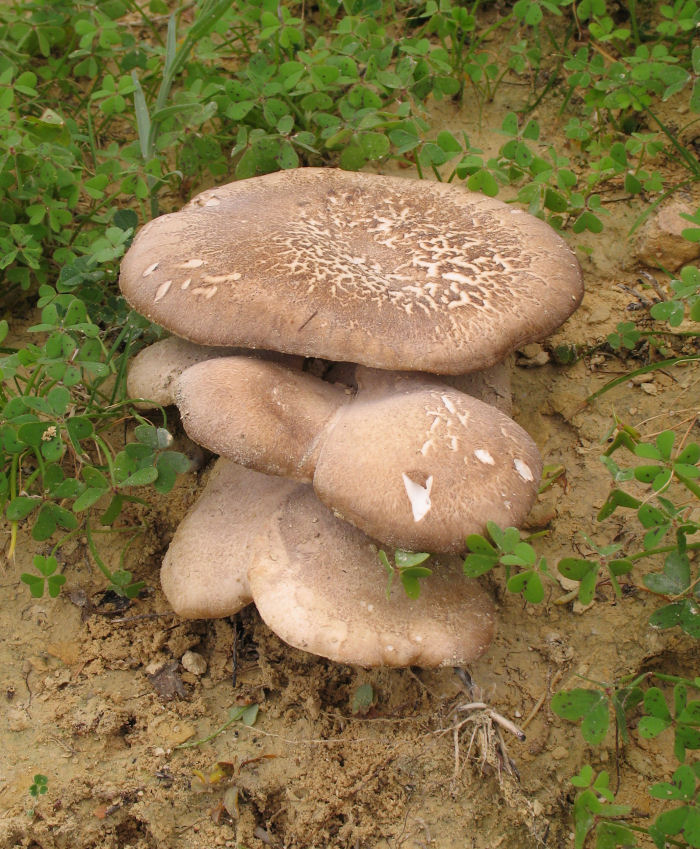 Cresceva in terracotta (12 Dic 2007) cfr. Pleurotus eryngii