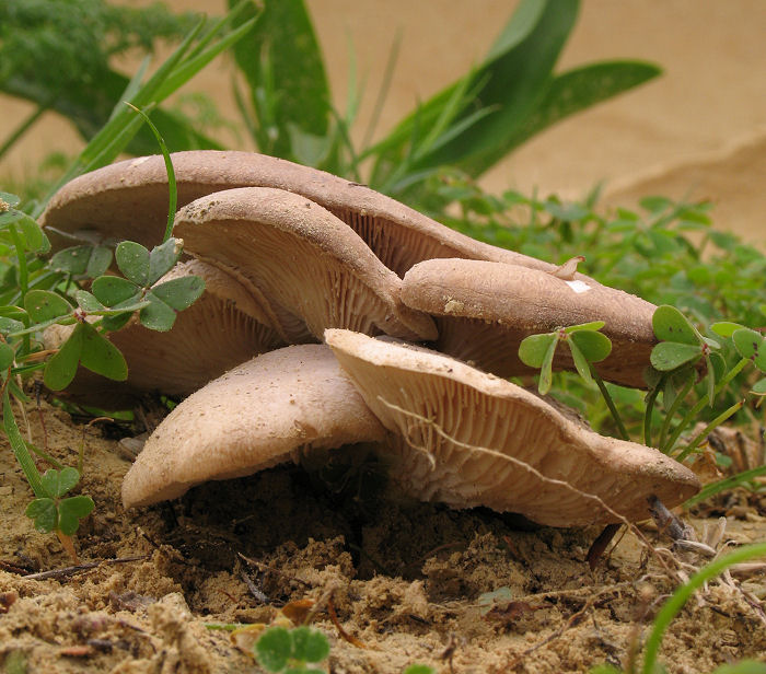 Cresceva in terracotta (12 Dic 2007) cfr. Pleurotus eryngii