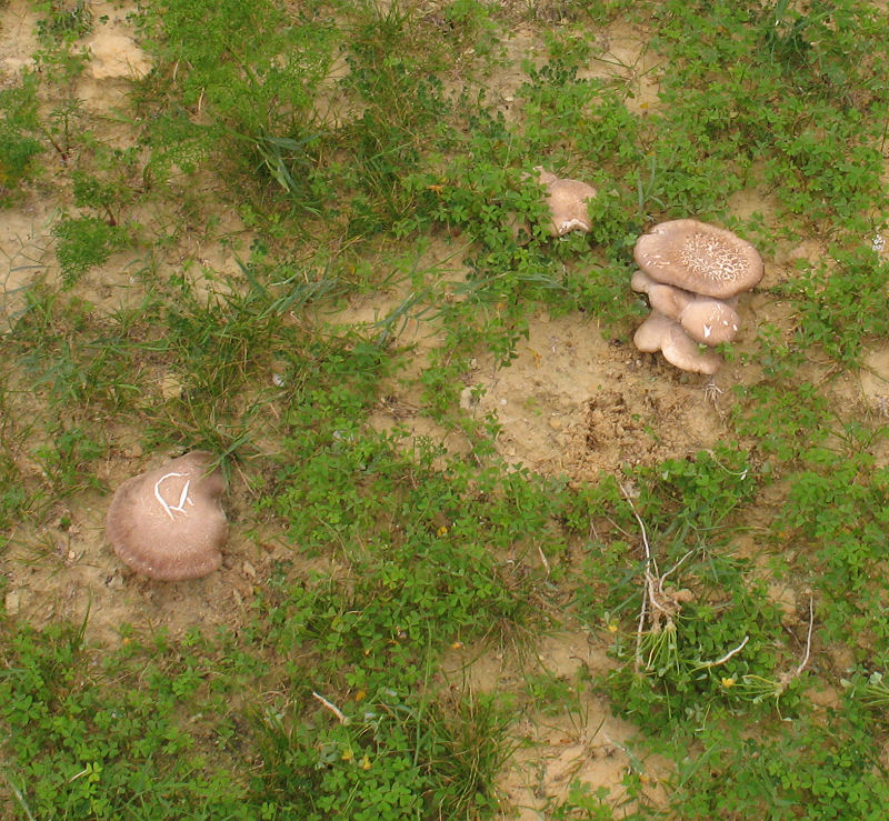 Cresceva in terracotta (12 Dic 2007) cfr. Pleurotus eryngii