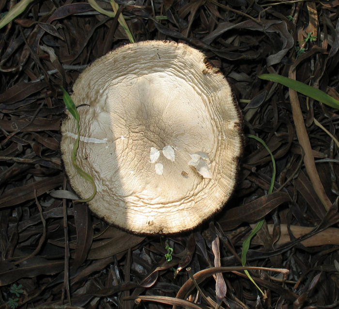 Per ID (piutosto raro!?)